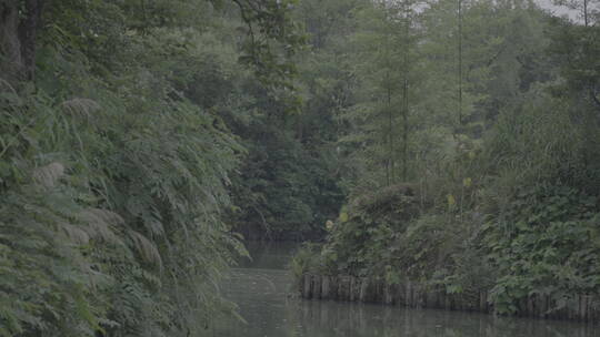 杭州西溪湿地水上芦苇荡游船风光