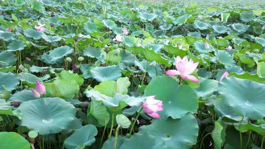 合肥大蜀山蜀峰湾荷塘垂柳荷花