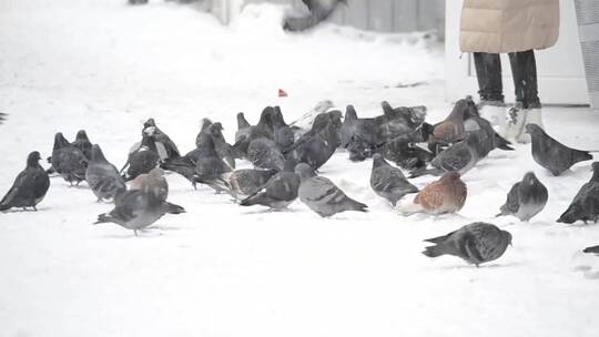 在雪地里喂食的鸽子视频素材模板下载