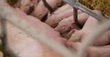 活泼小猪养猪场小猪养殖高清在线视频素材下载