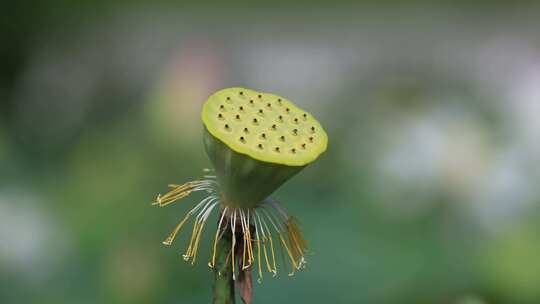 荷花莲蓬