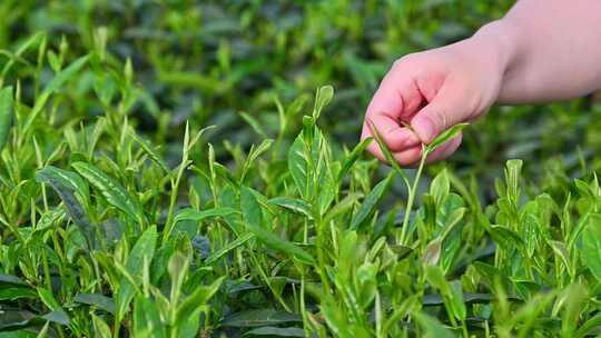 清晨茶园里采摘茶叶的特写镜头