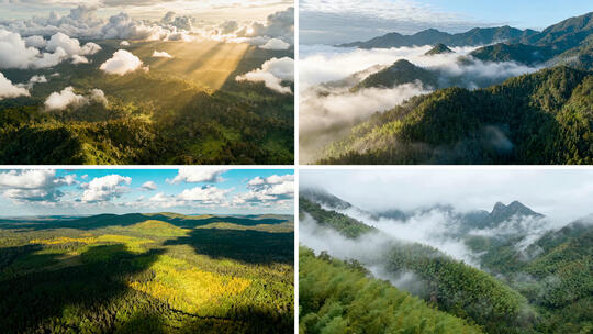 云雾气森林航拍阳光清新大自然生态树林河流