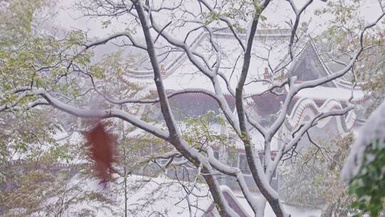 4K120帧拍摄南方下雪了大雪天气