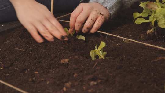 园艺、蔬菜植物、种植、土壤