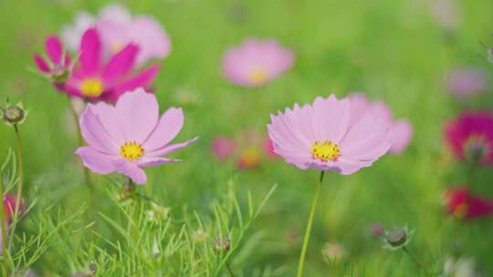 格桑花 春暖花开视频素材模板下载