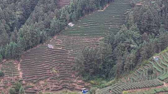 山上茶叶种植航拍