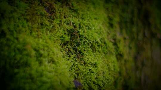 森林里树干上的青苔苔藓