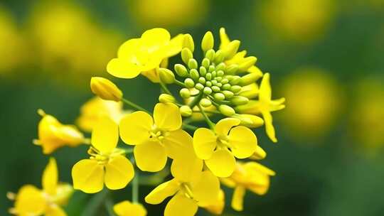 合集-油菜花延时蜜蜂春天蜜蜂田野油菜花