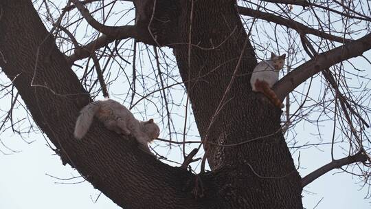 北京四合院胡同屋顶小猫爬树