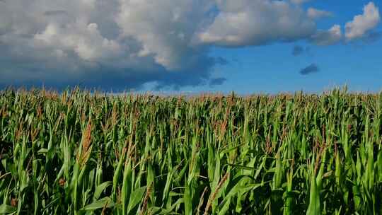 一大片的玉米地跟蓝天白云