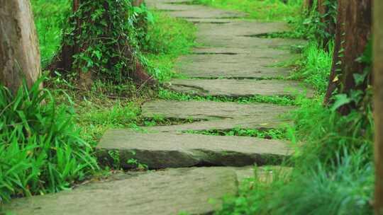 春天幽静的树林