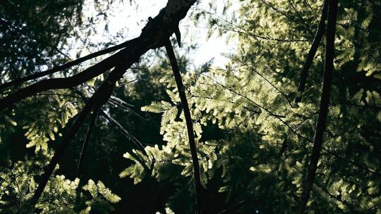 阳光下枝繁叶茂的水杉林视频素材模板下载