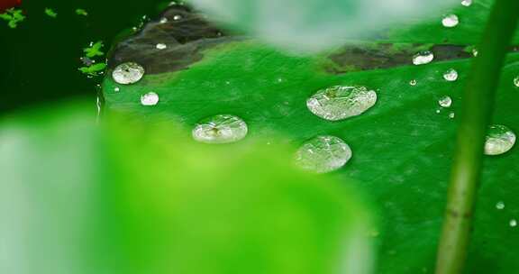 雨后荷叶上的露水珠