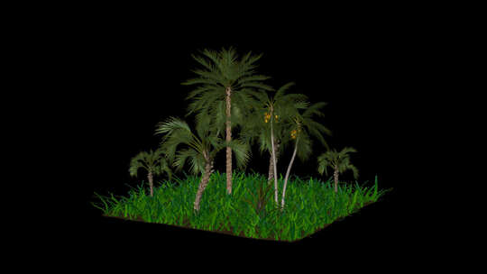 棕榈树自然场景，Alpha通道，循环旋转