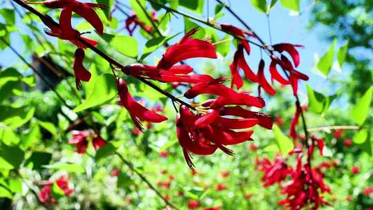 龙牙花牙花花朵花象牙红龙芽花