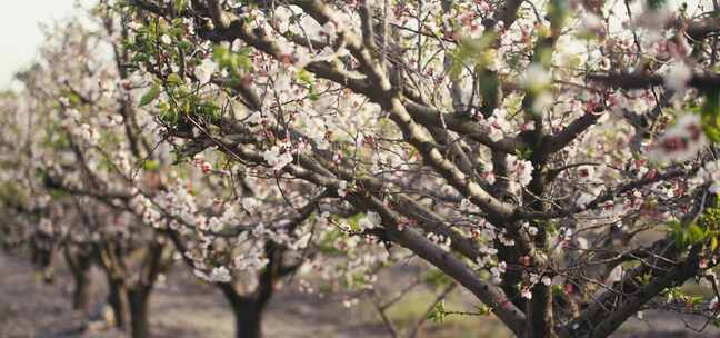 春天明亮的一天里开着白花的树