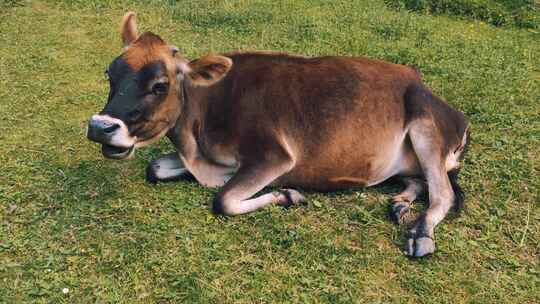 泽西牛小牛咀嚼草，躺在牧场上赶走苍蝇。-特写