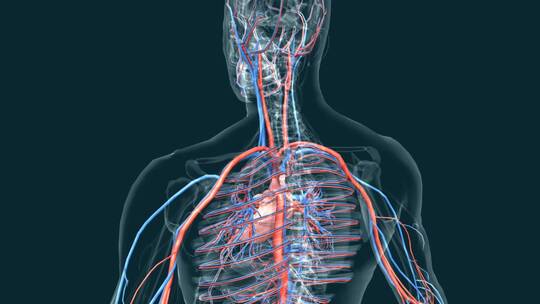 血液体循环肺循环医学血管动静脉三维动画