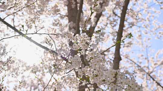 春天盛开的樱花树与阳光逆光满画幅