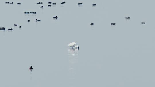 深圳湾鸟类栖息地自然风光视频