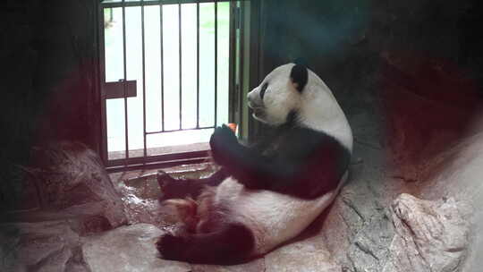 大熊猫躺在室内吃水果竹笋萝卜