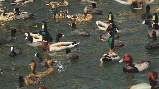 公园湖面里的鸭群、绿头鸭 野鸭戏水