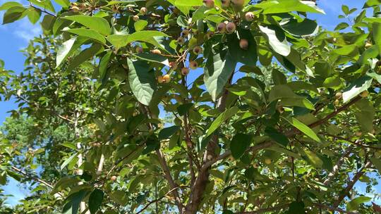 4k垂丝海棠树上的果实
