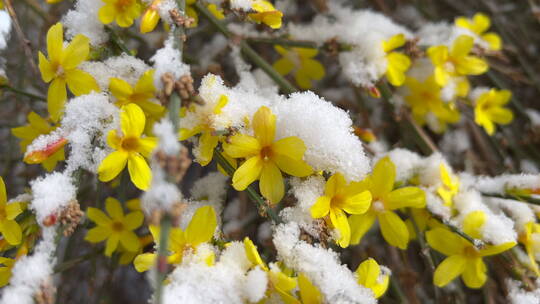 微距雪后迎春花