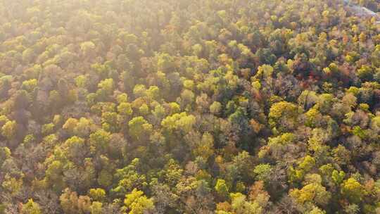 航拍秋季多彩森林