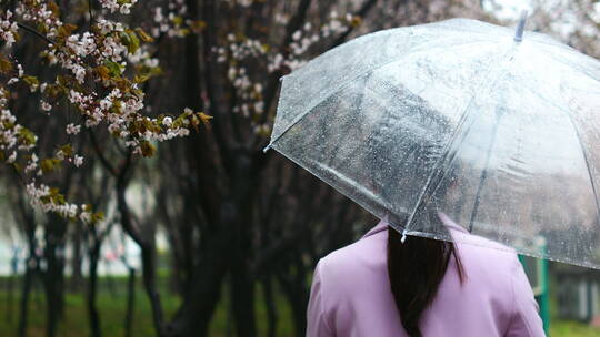 春天下雨天打伞赏花赏梨花踏春视频素材模板下载