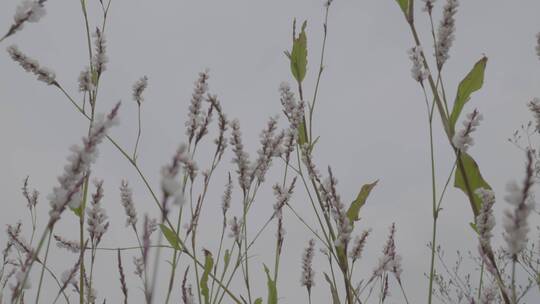 辣蓼开花视频素材模板下载