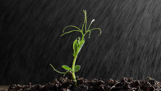 雨中的豌豆苗小草嫩芽在细雨中