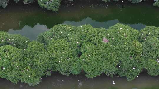 湿地沼泽白鹭鸟类生态空镜