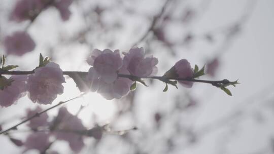 桃花盛开LOG视频素材