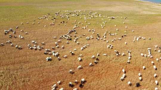 青海湖畔奔跑的羊群