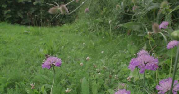 悬停苍蝇，花苍蝇，Syrphid苍蝇，昆