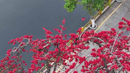 中国广东省佛山市南海区夏北河北书院木棉花