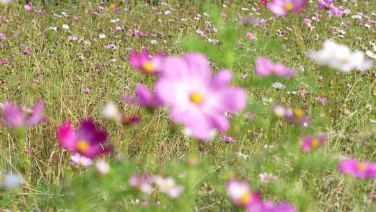 格桑花实拍