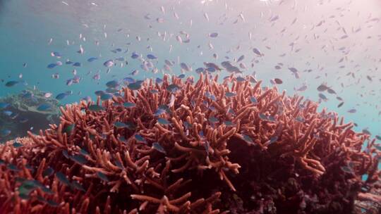 海洋底下的珊瑚礁视频素材模板下载
