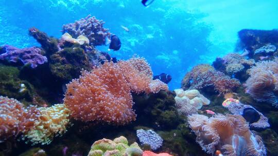 高清拍摄海底生物群