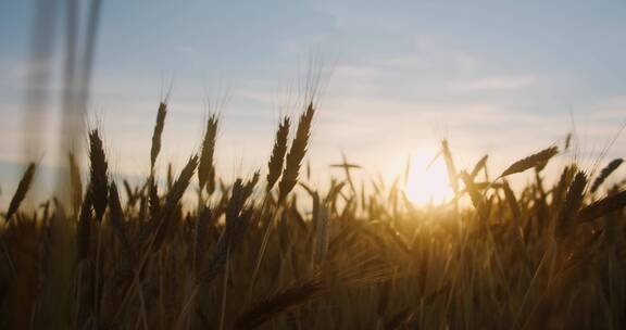夕阳下的麦子地 小麦黄了 丰收在望的麦田