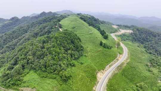 开发修建露营基地茶山