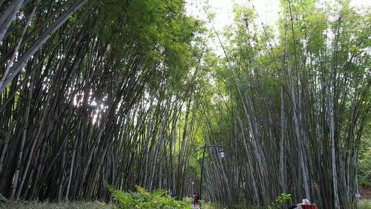 竹子竹林航拍空镜地面镜头