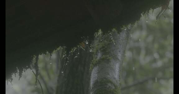 (4K) 浙江泰顺乌岩岭雨中屋檐慢镜头特写