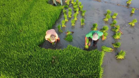 无人机视角航拍水稻插秧种植