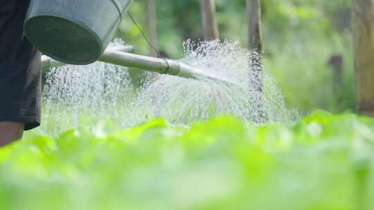 水壶浇水 灌溉 幼苗 农场 蔬菜 阳光下的水