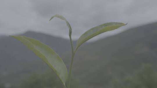 茶叶特写