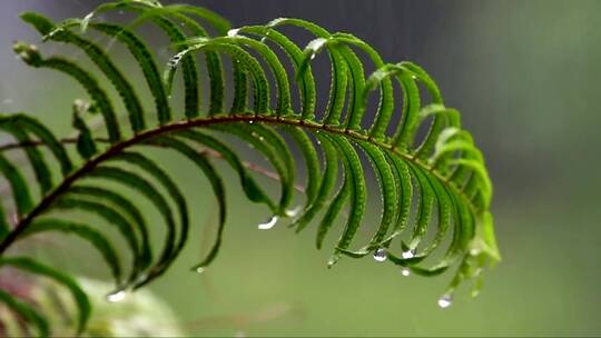 大雨落在蕨类植物上