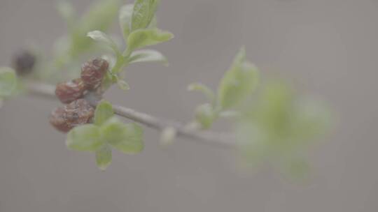 春天植物的嫩芽LOG视频素材模板下载